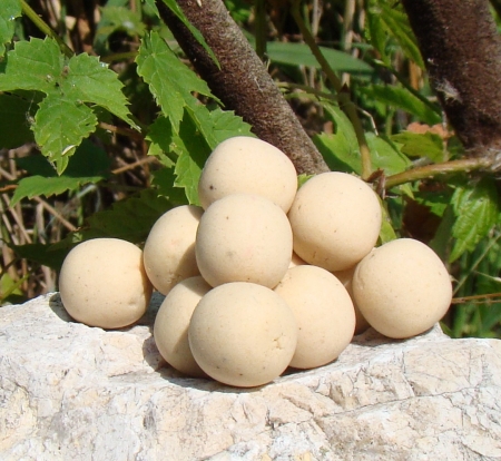 Pop up 40 g Gladi�tor (hnilobn� pach)