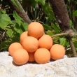 Pop up 40 g Tibera (vi�e�/ko�en�)